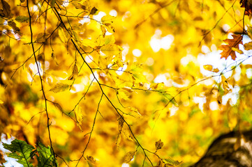 Background of yellow leaves on a tree in autumn