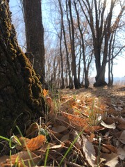 autumn in the forest