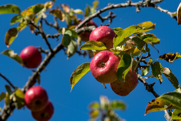 Red apples on a tree with blue sky background