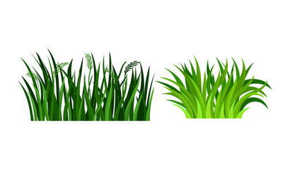 Green Grass with Narrow Leaves Growing Plant Vector Set