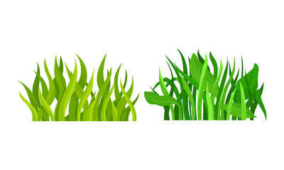 Lush Grass Blades with Narrow Leaves as Growing Plant Vector Set