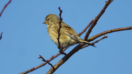 Bird - Common Linnet ( Linaria cannabina ) sits on a bush branch on a sunny autumn day. Close-up.