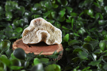 Different stones and minerals on wooden discs on a green background of leaves