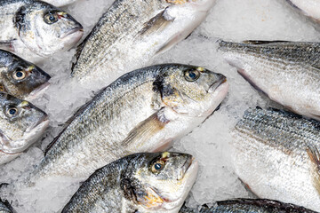 Dorada on ice in a store. Fresh fish in a supermarket