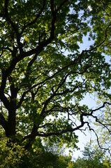 tree in the forest