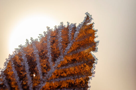 Blatt mit Eiskristallen im Gegenlicht