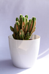cactus with natural light and white backgroundcactus in natural light from the window