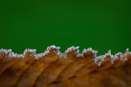 Blatt mit Eiskristallen vor gr&uuml;nem Hintergrund