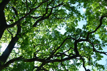 green leaves against the sky