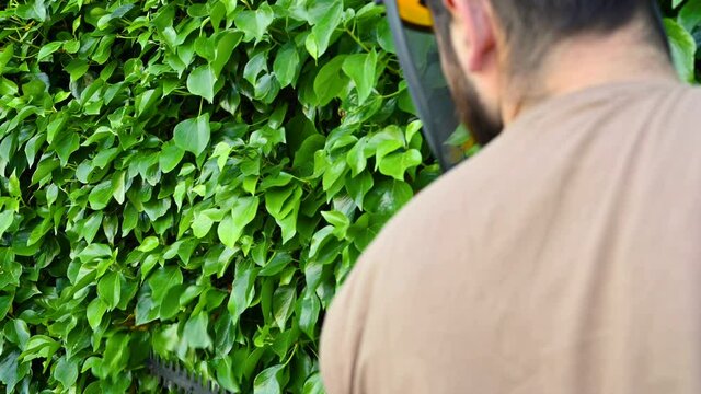 Gardener cutting a hedge with electric hedge trimmer in the garden. High quality 4k footage