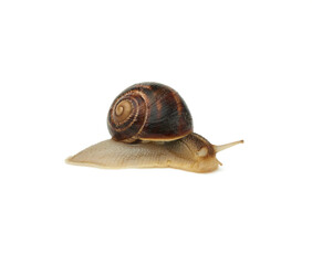 brown snail isolated on white background