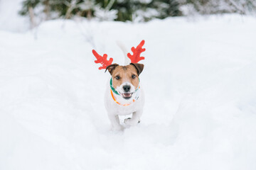 Happy dog playing in snow wearing festive Christmas costume of Rudolph Reindeer and collar with LED...