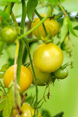 Ripening harvest of green and yellow tomatoes in the greenhouse.