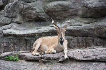 Female mountain goat lying on a rock while resting.