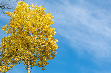 Yellow tree on blue sky background.