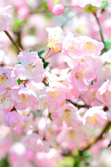 Obraz premium ハナカイドウ