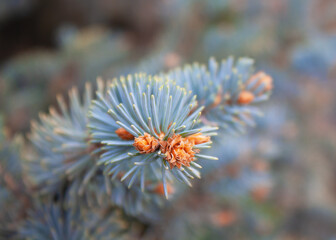 Naklejka na ściany i meble branch of blue spruce with small young cones close-up