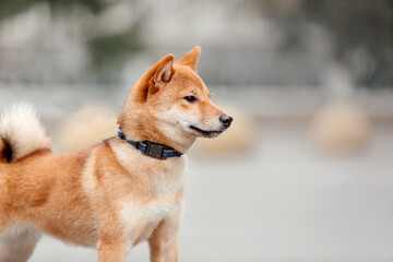Shiba inu dog outdoor. Autumn collections. Dog walking