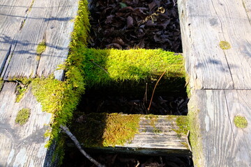 歩道に生えた苔