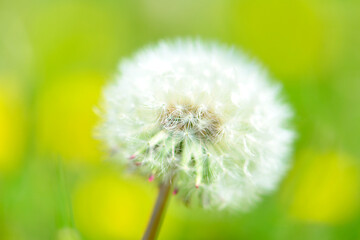 タンポポの綿毛