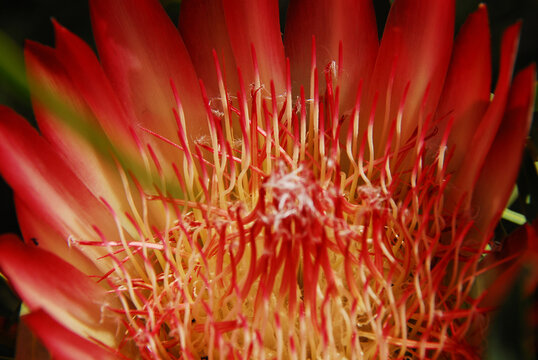 FLOWERS- South Africa Extreme Close Up of a Red Protea Bloom