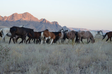 A beautiful herd of horses grazing in the steppe.