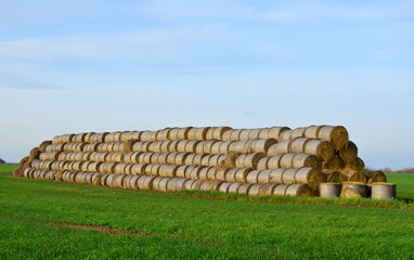 Hay in rolls on the field is stored in the open. Harvesting dry grass for agriculture or farmer....