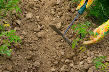 Work in the garden to care for plants. Work on the farm for cultivation. Farm planting and care work.