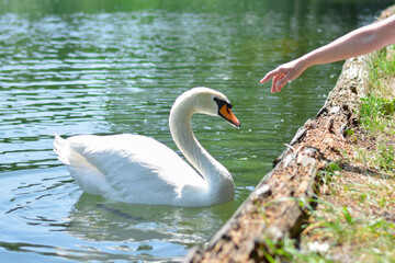 A girl feeds swans from her hands. Tame swans near the shore. Birds are not afraid of people.