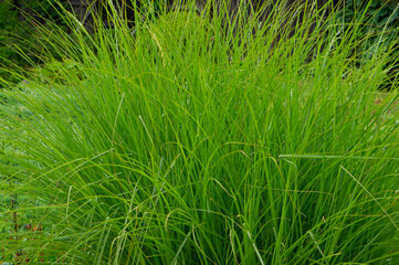 Fototapeta premium Lush green bush of grass