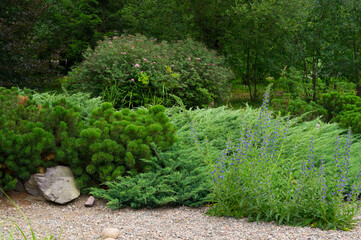 Obraz premium Lush and beautiful plants in a Japanese garden.