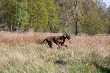 Beautiful Brown German Shorthaired Pointer