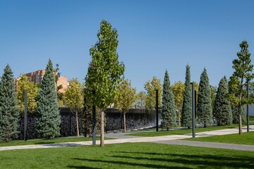 Arizona cypress (Cupressus arizonica) 'Blue Ice'. City Park of Krasnodar or Galitsky Park. Alley of Arizona cypresses in against background of Bowl fountain. Krasnodar, Russia - September 17, 2020.