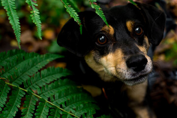 Black mongrel dog, pinscher among green leaves. Black dog on forest walk. Portrait of amazing...