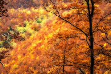 autumn landscape with golden colored foliage om the Swabiam Alb in Baden-Wurttemberg,  Germany,...