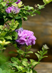 Fototapeta premium Delicate lilac petunia blooms in a flower pot.