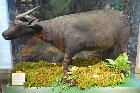 National museum of natural history tamaraw in Manila, Philippines