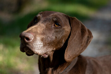 Beautiful Brown German Shorthaired Pointer