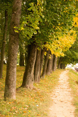 A path by the autumn trees