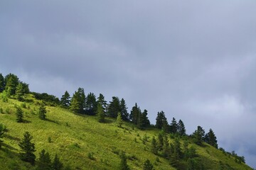 forest in the mountains