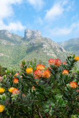 Proteen sind die Nationalblumen S&uuml;dafrikas