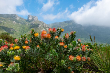 Proteen, in dichten B&uuml;schen vor den Tafelbergen