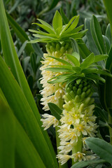 Die Ananas Pflanze ist leicht zu erkennen.