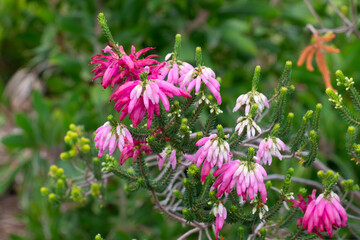 Erica gehören zum Fynbos Biom