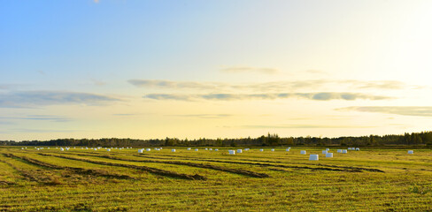 Hay in rolls in white packages on field is stored in open on sunset background. Harvesting dry...
