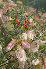 Verbl&uuml;hte Ballonblumen