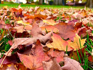Fall leaves carpet