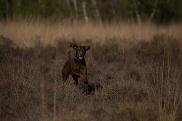 Beautiful Brown German Shorthaired Pointer