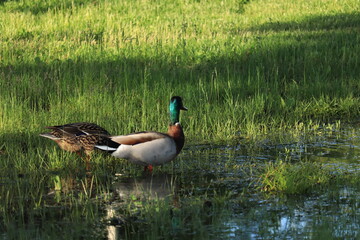 Goose couple walking in the grass