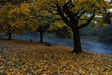 Plakat Warm golden colours in autumn on the bank of the river ribble in Clitheroe. Colourful autumn leaves in fall season